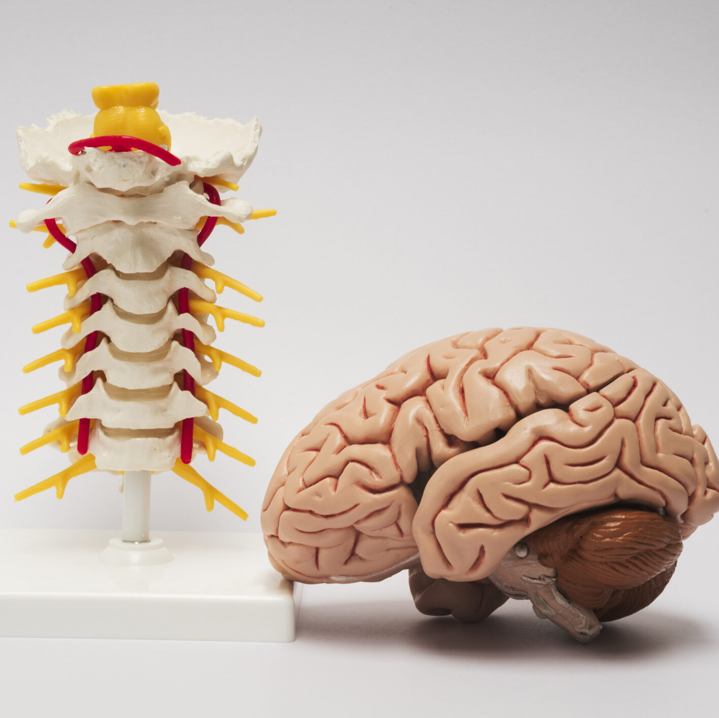 Artificial human brain and spine model