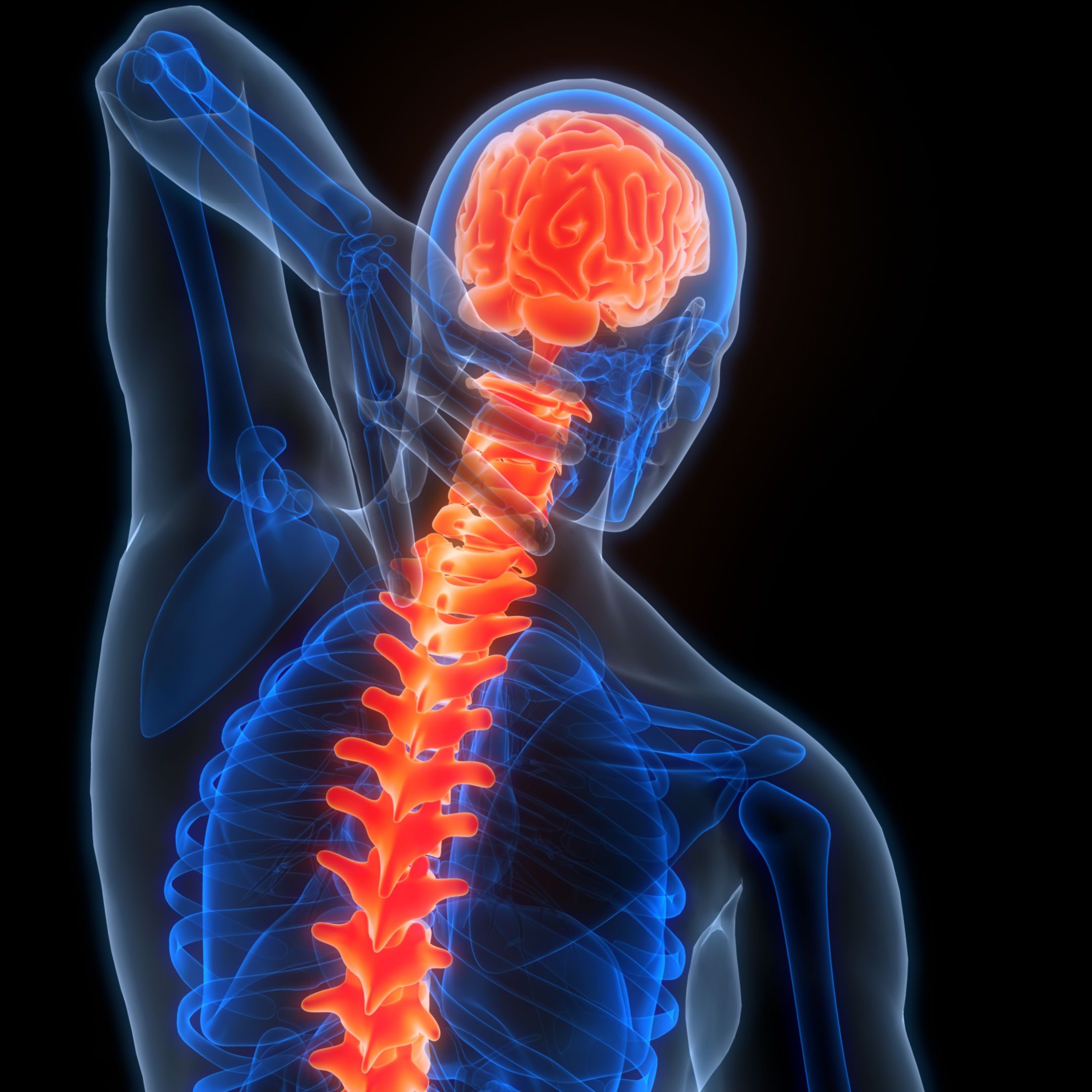 Central Organ of Human Nervous System Central Organ of Human Nervous System
