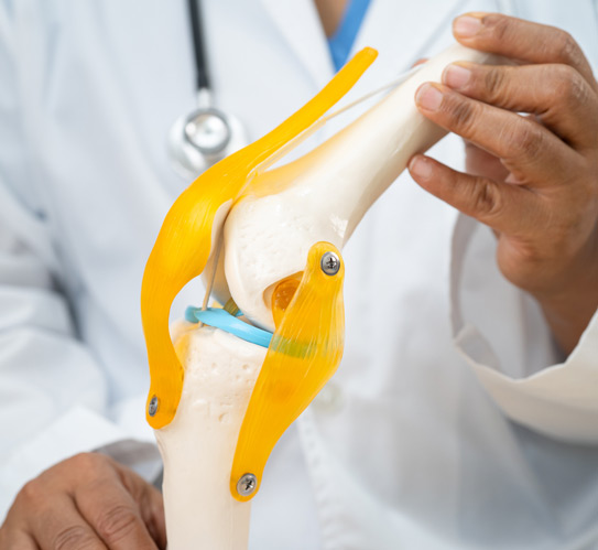Doctor-holding-human-knee-joint-orthopedic-anatomy-model
