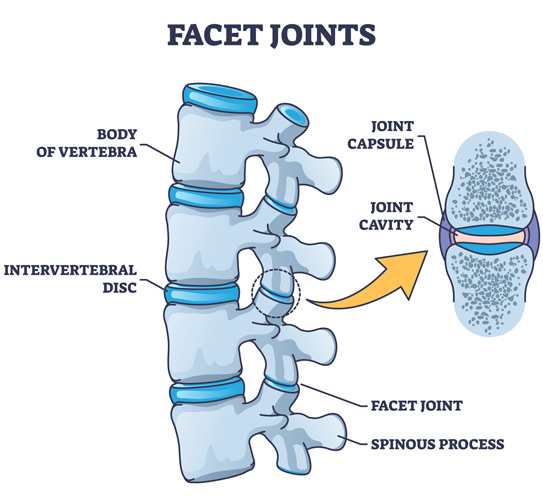 Facet-joints-anatomy-with-bone-capsule-and-cavity
