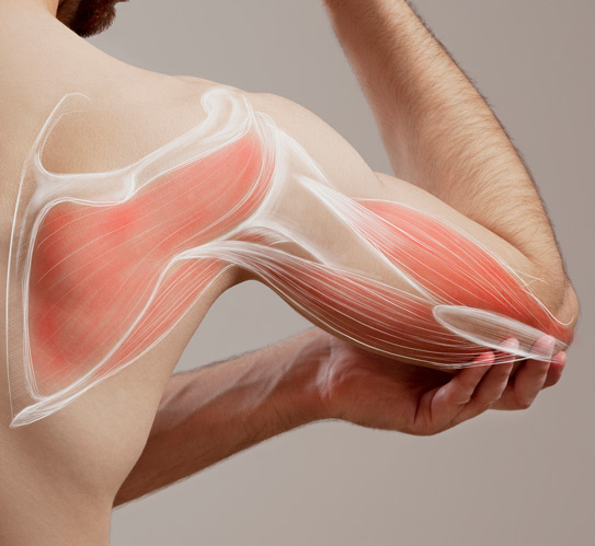 Illustration-of-human-anatomy