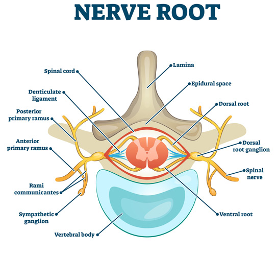 Image-illustration-of-a-nerve-root-anatomical-structure