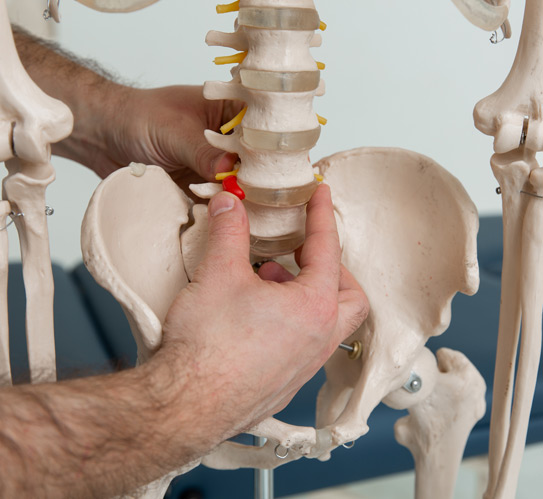 Physiotherapist-explaining-joints-model
