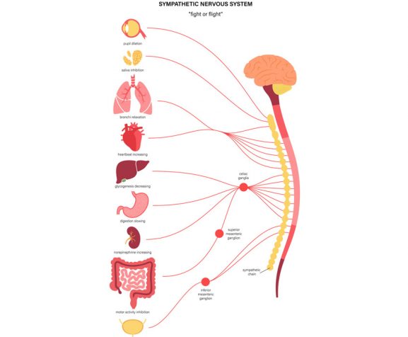 An-illustration-of-the-symphathetic-nervous-system