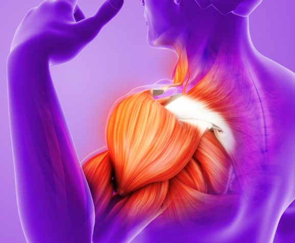 Anatomical-concept-of-painful-shoulder-muscle-and-joint