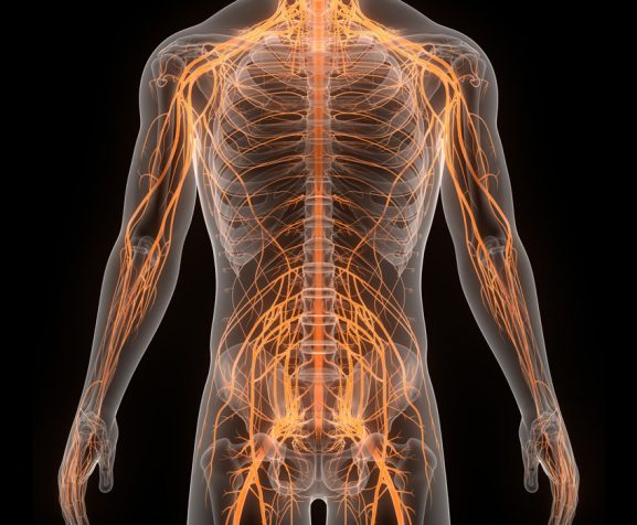 Central-organ-of-human-nervous-system-brain-anatomy